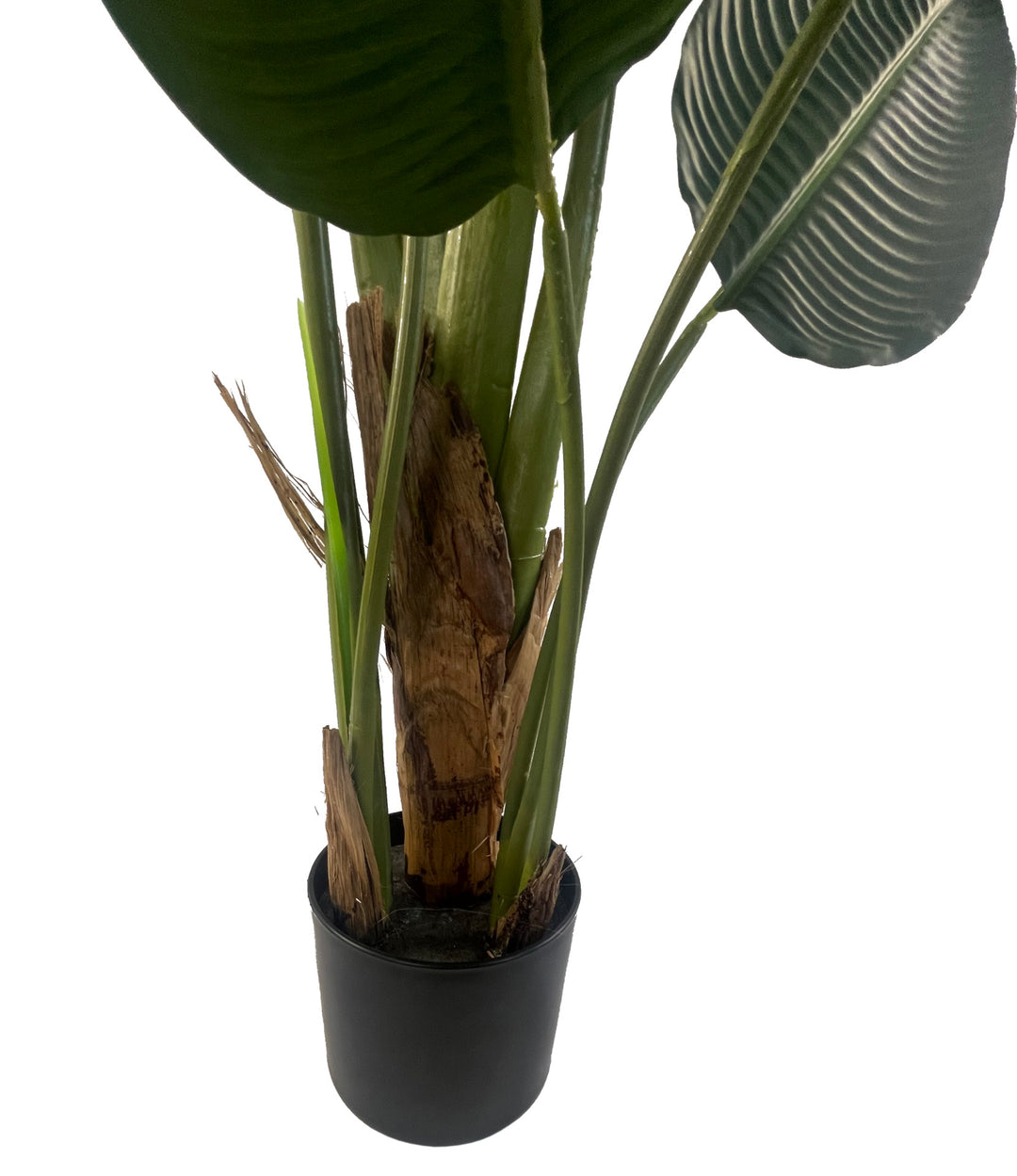 150cm UV Traveller Banana Palm Tree-3