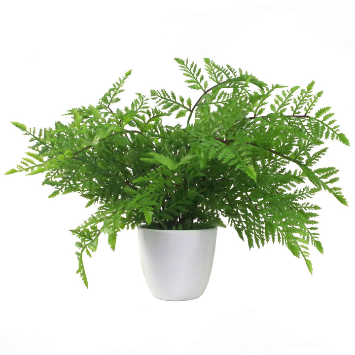 Pack of 3 x 30cm Artificial Ferns - Southern Wood - Lady and Royal - Potted-7