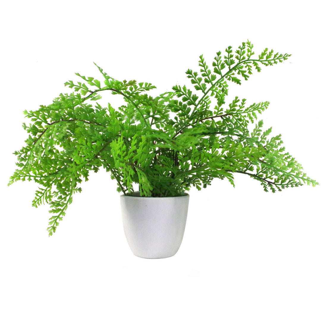 Pack of 3 x 30cm Artificial Ferns - Southern Wood - Lady and Royal - Potted-6