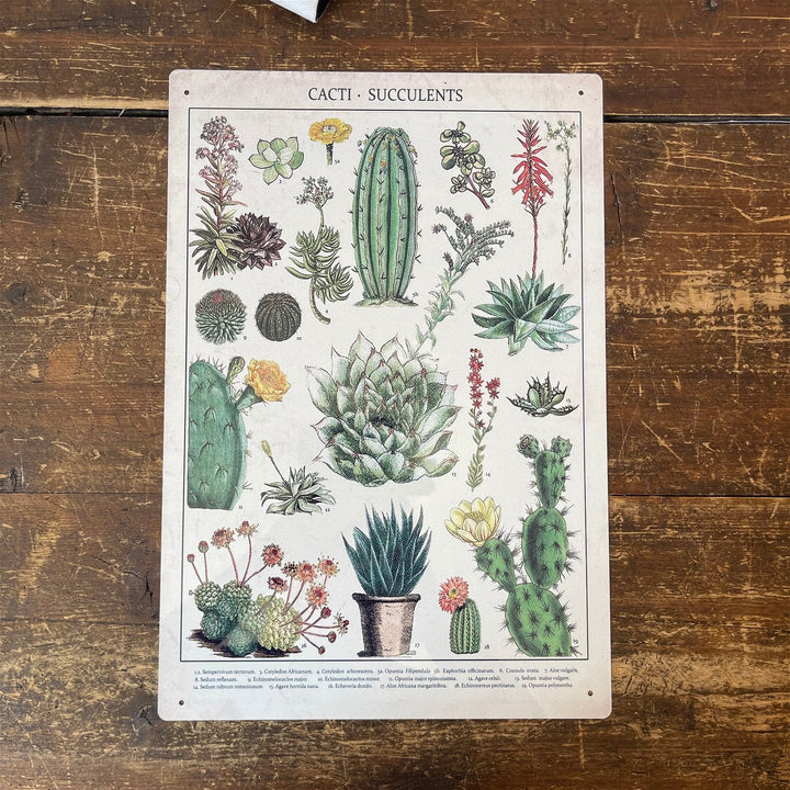 Vintage Metal Sign - Retro Cacti & Succulents Identification Picture-2